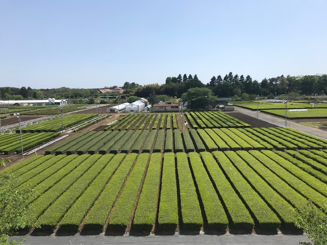 研究所の屋上から見た茶園