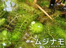 ムジナモ