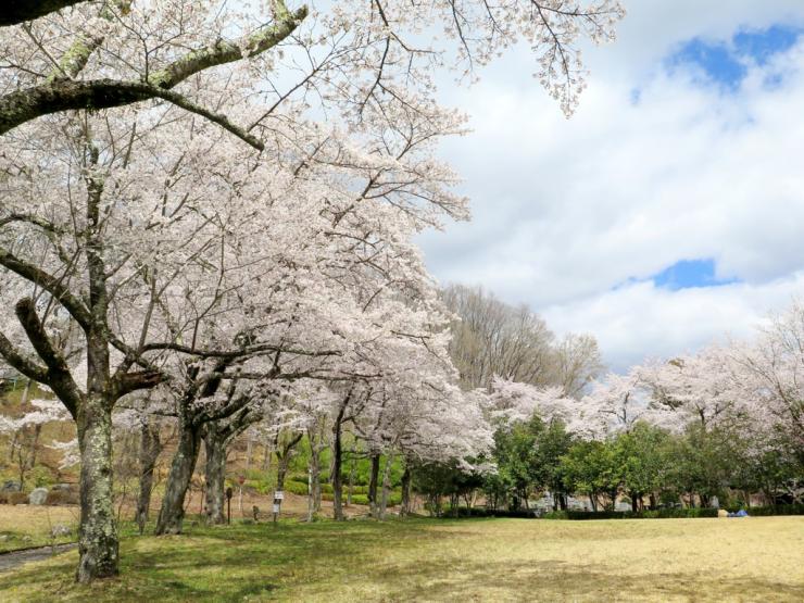 ミューズパーク桜