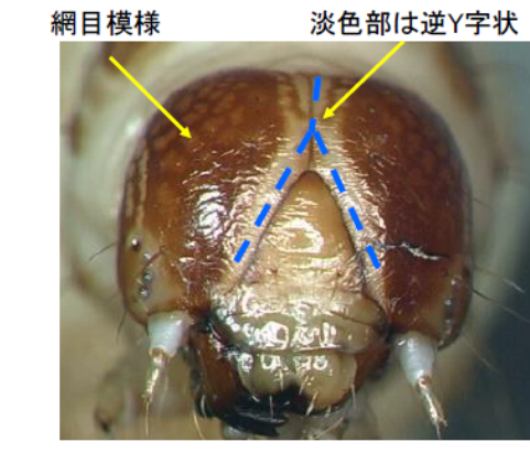 ツマジロ終齢（正面）