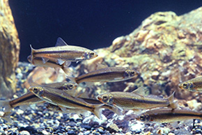 魚が泳いでいる写真