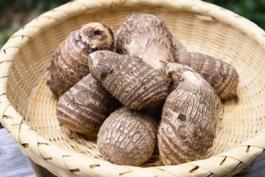 さといもサムネイル