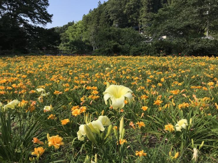 金沢のヘメロカリス