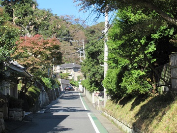 鎌倉の生垣の道