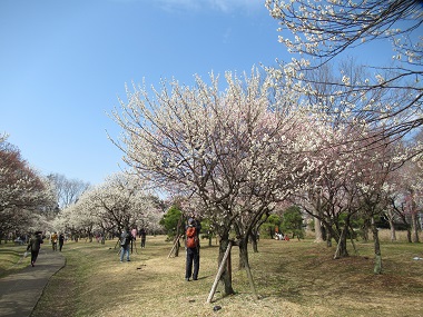 大宮公園の魅力アップ情報 令和元年10月 令和2年3月 埼玉県大宮公園