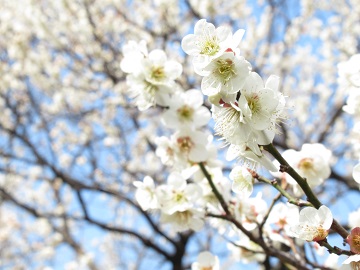 大宮公園の魅力アップ情報 令和元年10月 令和2年3月 埼玉県大宮公園