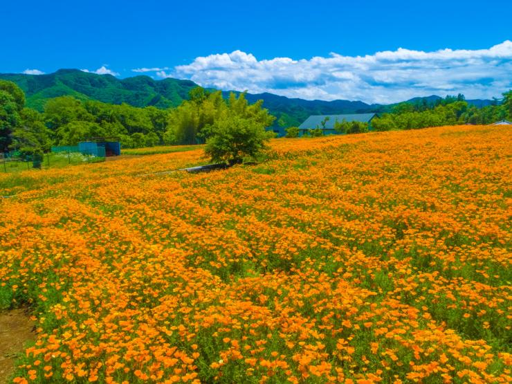 長瀞花の里のハナビシソウ