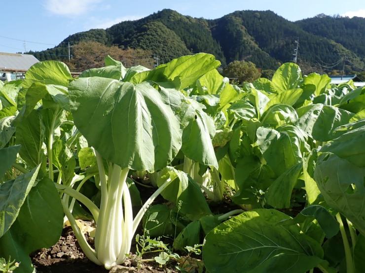 しゃくし菜の白くて長い茎