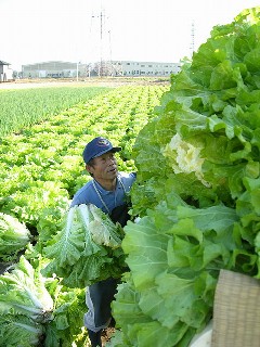 山東菜収穫の写真