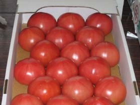 箱詰めされた真っ赤なトマト