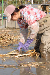 くわいを収穫する小林優子さんの写真