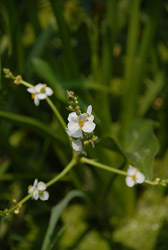 くわいの花 埼玉県