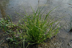 カヤツリグサ科の雑草の写真