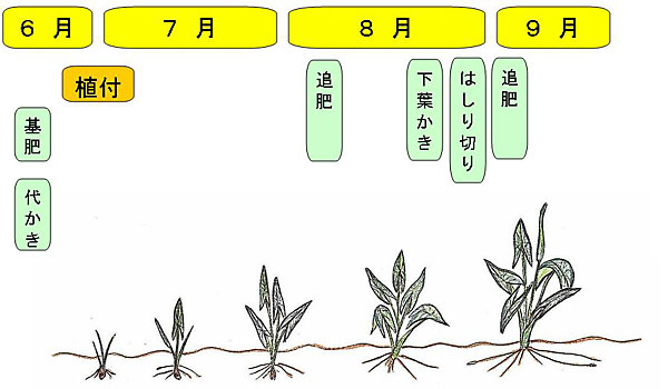 栽培歴6月から9月の絵