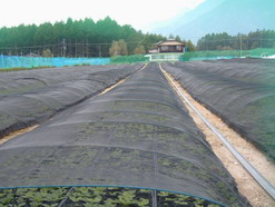 山の畑に並べられた苗