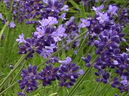 紫色のラベンダーの花