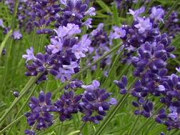 紫色のラベンダーの花