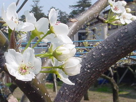 開花した写真