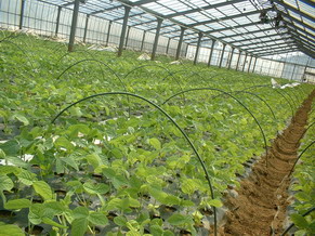 枝豆のハウス栽培の写真