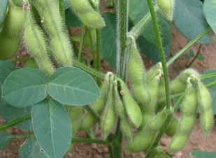 枝豆の写真