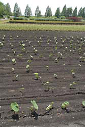 サトイモ畑の写真