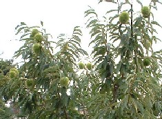 緑の実をつけた栗の木