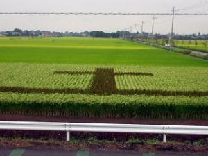 加須市大越地区のイネで作った文字
