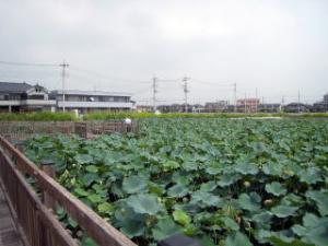 野牛・高岩土地区画整理事業地内の調節地の写真