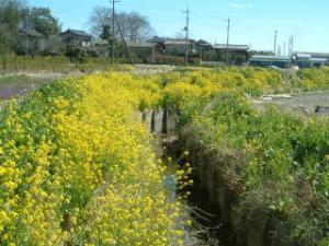 行田市小針の用水路の菜の花