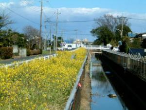 加須市の騎西領用水路沿いの菜の花