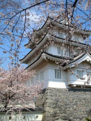 行田市の忍城の桜