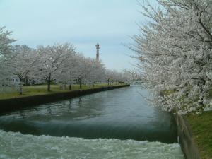 行田市の利根大堰の桜