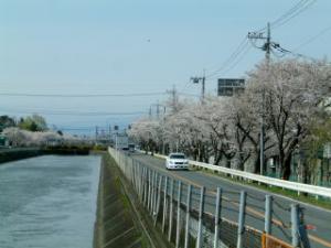 行田市の武蔵水路沿いの桜