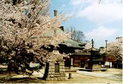 加須市の總願寺の桜