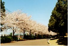 加須市の中央公園の桜