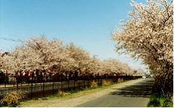 羽生市の葛西用水路の桜