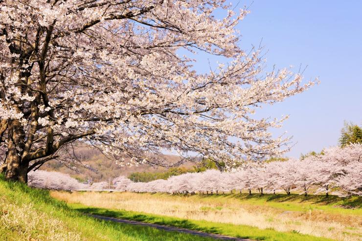 こだま千本桜 埼玉県