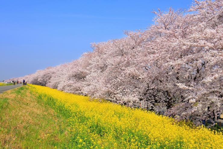 桜と菜の花が咲いている熊谷桜堤