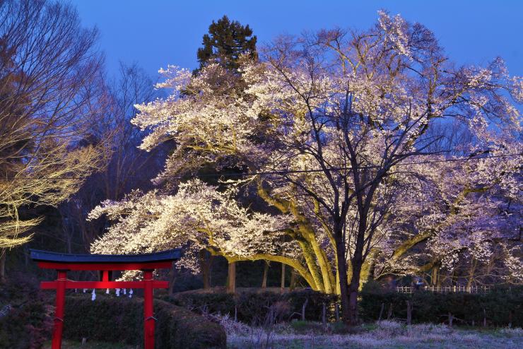 氏邦桜