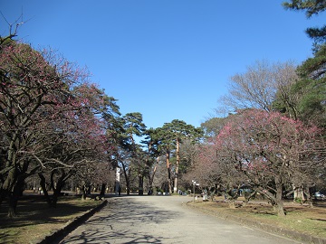 梅林の様子