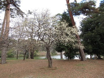 ボート池南西側の梅の木