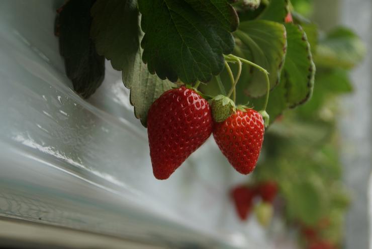 吉見町のいちご