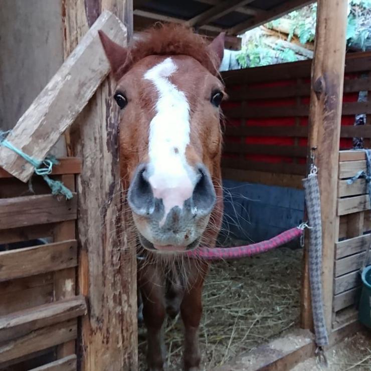 クリオステーブルの馬1