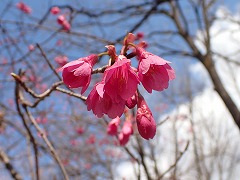 濃い紅色のカンヒザクラ咲きはじめる