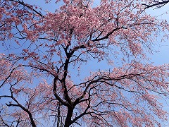 シダレザクラのピンク色の花と青空