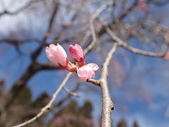 ひらきかけのシダレのつぼみ