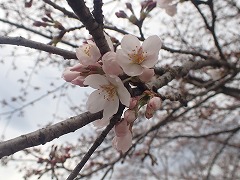 開花したソメイヨシノのあわい花