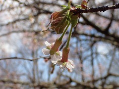 チョウジザクラの白い花ひらく