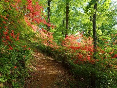 赤いトンネルを作る西園地のヤマツツジ