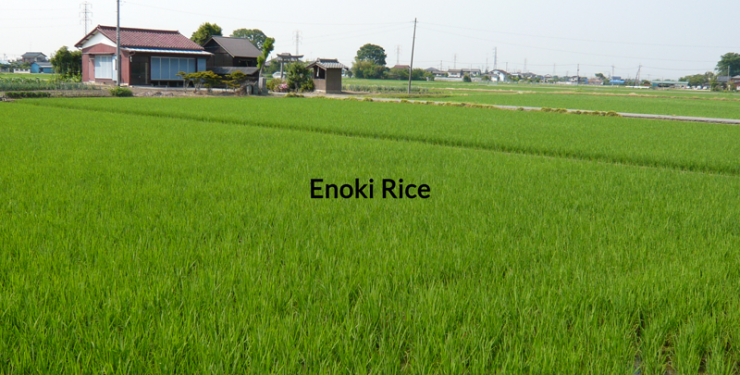 Enoki Rice1